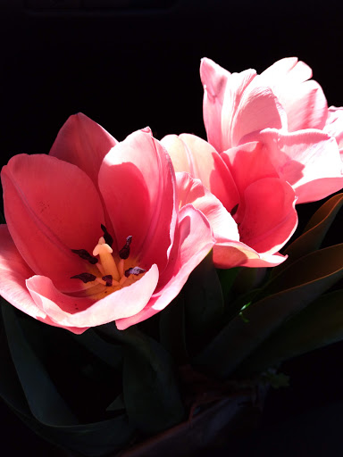 Wine Store «Jay Kay Wine & Liquor», reviews and photos, 624 US-206, Bordentown, NJ 08505, USA