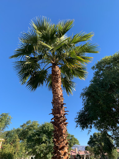 Country Club «Indian Palms Country Club & Resort», reviews and photos, 48630 Monroe St, Indio, CA 92201, USA