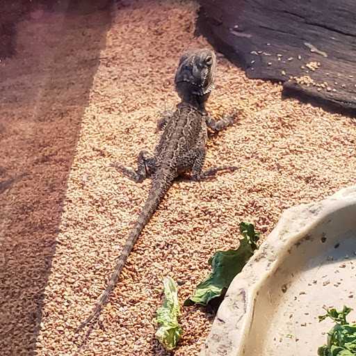 Pet Store «Pet Connection», reviews and photos, 1441 W State St, Alliance, OH 44601, USA