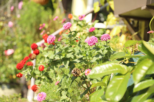 Florist «Fleur De Lis», reviews and photos, 460 Ocean St, South Portland, ME 04106, USA