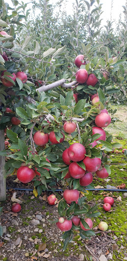 Produce Market «Race Farm», reviews and photos, 87 Belcher Rd, Blairstown, NJ 07825, USA