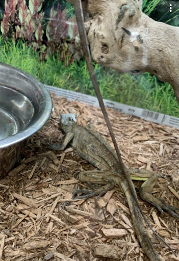 Pet Store «Super Pets», reviews and photos, 1807 E Chapman Ave, Orange, CA 92867, USA