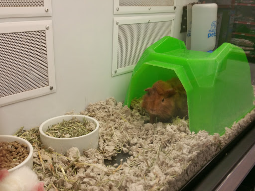 Pet Supply Store «Petco Animal Supplies», reviews and photos, 7040 Valley Creek Plaza, Woodbury, MN 55125, USA