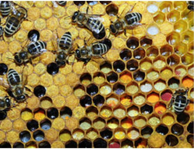 Hozzászólások és értékelések az Termelői Méz. Bemutató Méhészet.-ról