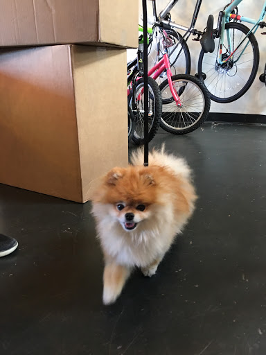 Bicycle Store «Durham Cycles», reviews and photos, 756 9th St, Durham, NC 27705, USA