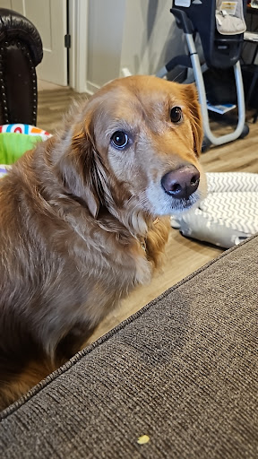 Charming Paws - West Bend