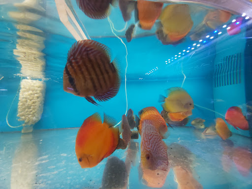 Tropical Fish Store «Aquatic Treasures», reviews and photos, 35 Galen St, Watertown, MA 02472, USA