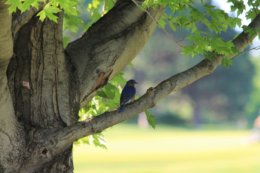 Golf Club «Golden Valley Country Club», reviews and photos, 7001 Golden Valley Rd, Golden Valley, MN 55427, USA