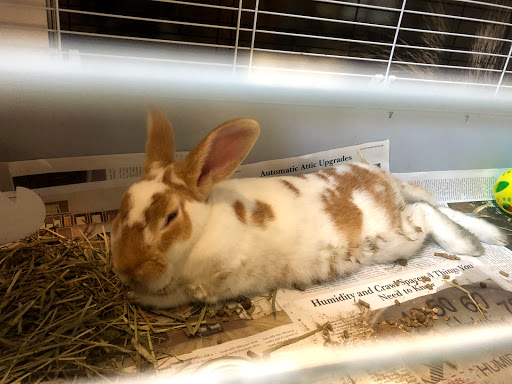 Animal Protection Organization «Charleston Animal Society», reviews and photos