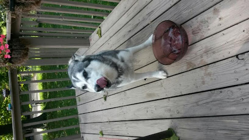 Prospect Animal Clinic image