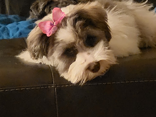 Pet Supply Store «PetSmart», reviews and photos, 401 S Mt Juliet Rd #645, Mt Juliet, TN 37122, USA