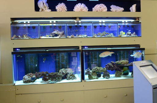 Tropical Fish Store «Life Aquatic», reviews and photos, 9 South Ave, New Canaan, CT 06840, USA