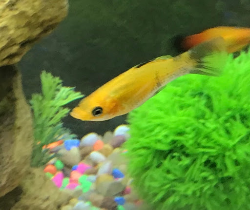 Pet Supply Store «Petco Animal Supplies», reviews and photos, 4030 N MacArthur Blvd #200, Irving, TX 75038, USA