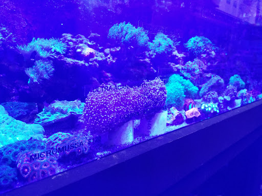 Tropical Fish Store «Aquatic Obsessions», reviews and photos, 1150 St George Ave, Avenel, NJ 07001, USA
