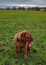 Walkies Tuddenham - Dog Walking Field
