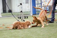 K-9 Culture Dog Training / Boarding / Grooming / Daycare - Photo 5 - Car repair in Carrollton, TX, Plano