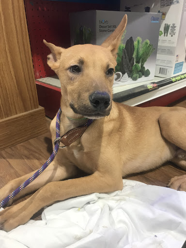 Pet Store «Pets Plus - Lansdale», reviews and photos, 555 S Broad St, Lansdale, PA 19446, USA