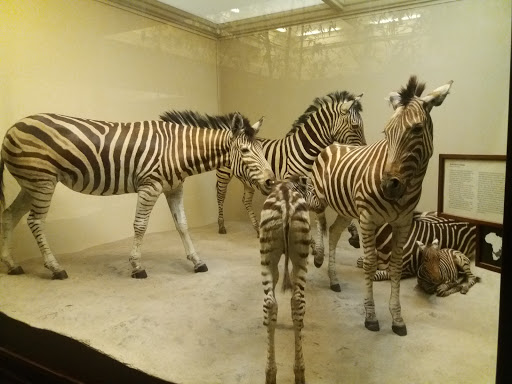 Museum «The Field Museum», reviews and photos, 1400 S Lake Shore Dr, Chicago, IL 60605, USA