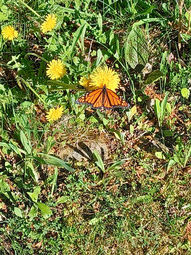 Tourist Attraction «Mystery Spot», reviews and photos, N916 Martin Lake Rd, St Ignace, MI 49781, USA