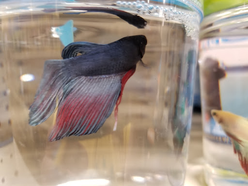 Pet Supply Store «PetSmart», reviews and photos, 5574 West Grand Parkway South, Richmond, TX 77406, USA