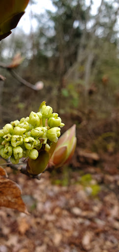 Park «Duwamish Hill Preserve», reviews and photos, 3800 S 115th St, Tukwila, WA 98168, USA