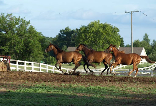 Bed & Breakfast «Shamrock Farm Bed & Breakfast», reviews and photos, 2388 Millville Rd, Lapeer, MI 48446, USA