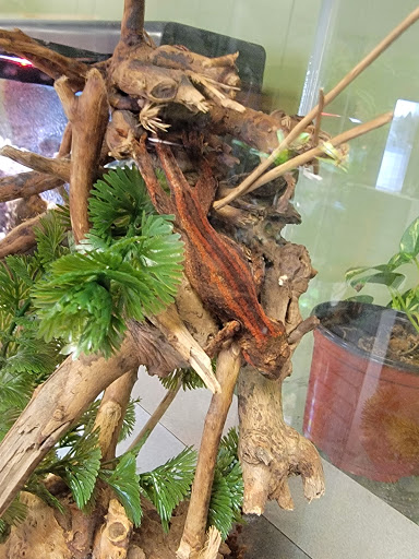 Pet Store «Caribbean Forest», reviews and photos, 24 Bursen Ct, Rochester, NY 14609, USA