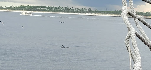 Tourist Attraction «Sea Dragon Pirate Cruise», reviews and photos, 5325 N Lagoon Dr, Panama City, FL 32408, USA