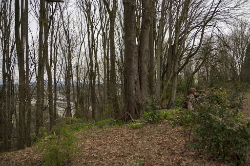 Park «Lewis Park», reviews and photos, 1120 15th Ave S, Seattle, WA 98144, USA