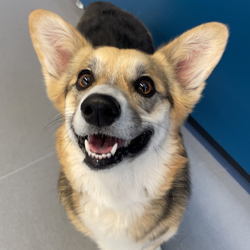 Pet Supply Store «Pet Club Cave Creek», reviews and photos, 4725 E Carefree Hwy, Cave Creek, AZ 85331, USA