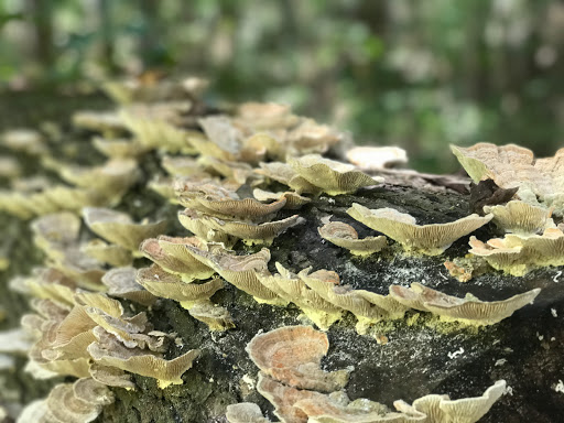 National Park «Congaree National Park», reviews and photos