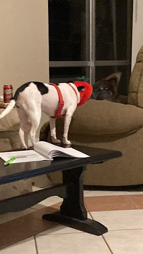 Pet Supply Store «Petco Animal Supplies», reviews and photos, 1808 Tamiami Trail a, Port Charlotte, FL 33948, USA