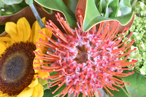 Florist «Purple Poppy Florist», reviews and photos, 2010 S Main St, Wake Forest, NC 27587, USA