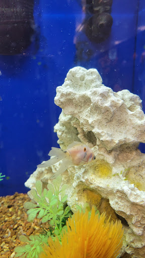 Pet Supply Store «PetSmart», reviews and photos, 4824 211th St, Matteson, IL 60443, USA