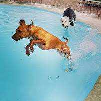 Arfington Pet Resort - Photo 3 - Car repair in Tamarac, FL, Coral Springs