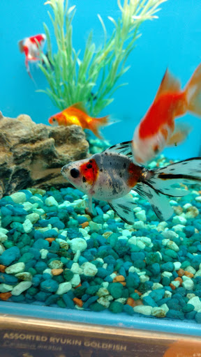 Pet Supply Store «PetSmart», reviews and photos, 12046 Paul Mayer Ave, Bridgeton, MO 63044, USA