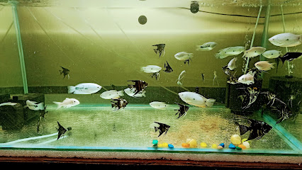 Bubble's Aquarium Dhanbad