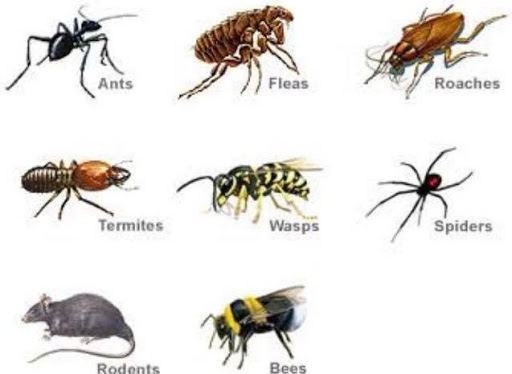 Pest Control Melbourne - Ex Pest And Termite Control