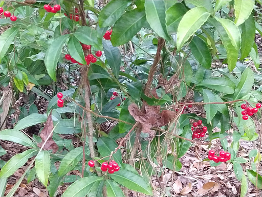 Wedding Venue «Saxon Manor Weddings & Events», reviews and photos, 103 S Saxon Ave, Brooksville, FL 34601, USA