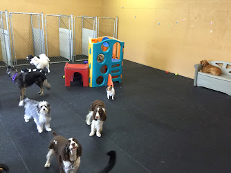 Positive Approach Dog Training & Daycare