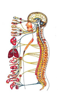 Holistic Health Care- Advanced Chiropractic Techniques and Nutrition Response Testing - Photo 9 - Car repair in Eastchester, NY, Yonkers