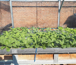 SataFarm photo