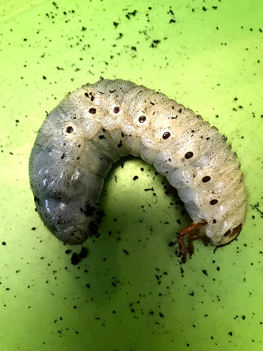 Pet Store «Petfection Exotic Pet Specialist», reviews and photos, 2989 PA-611 Suite 102, Tannersville, PA 18372, USA