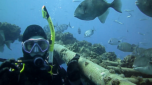 Indigo Divers-centro De Mergulho De Albufeira Ltd - Albufeira