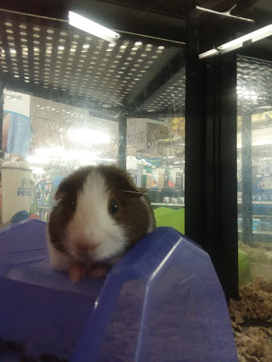Pet Supply Store «Petco Animal Supplies», reviews and photos, 12551 Jefferson Ave #119, Newport News, VA 23602, USA