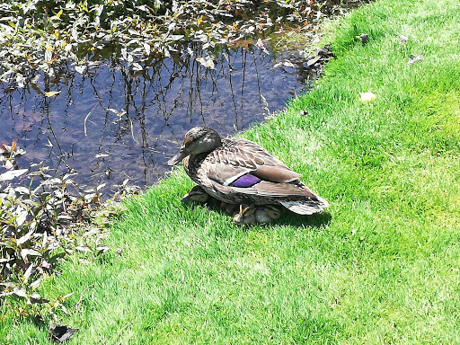 Golf Course «Rose City Golf Course», reviews and photos, 2200 NE 71st Ave, Portland, OR 97213, USA