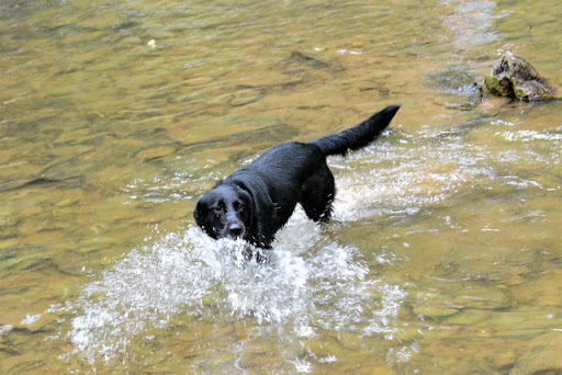 Dog Park «Mt. Airy Dog Park», reviews and photos, 3006 Westwood Northern Blvd, Cincinnati, OH 45211, USA