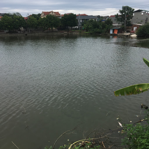 Ao cá Bác Hồ