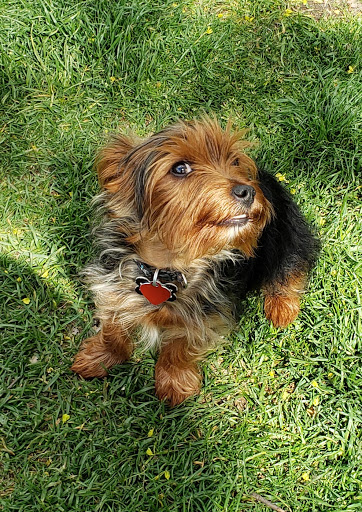 Pet Store «The Dog House», reviews and photos, 120 Hale Rd #1, Manchester, CT 06042, USA