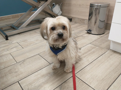 Clinique Veterinaire Clemenceau à Saint-Genis-Laval